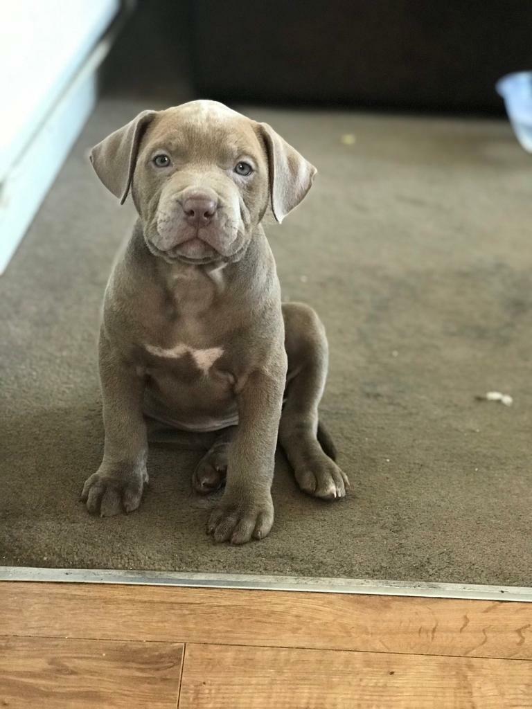 gumtree american bully